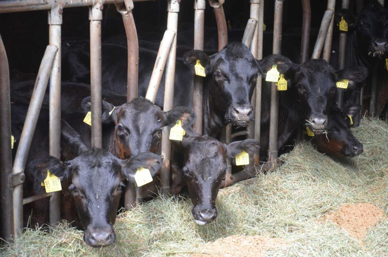 Ferienwohnungen Hof Heiderich Oberzent Ngoại thất bức ảnh